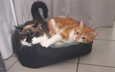 Cohabitation entre chats : Comment faire ?